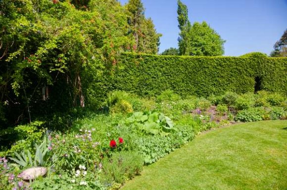 Plantation haie de cypres - Grésivaudan - Custom Paysage