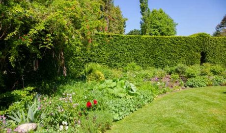 Plantation haie de cypres - Grésivaudan - Custom Paysage